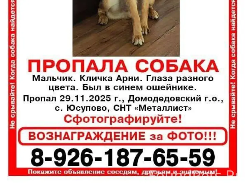 Потерялся пес! Дворняга с разн...