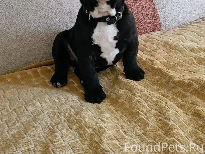 Пропала собака французский бул...