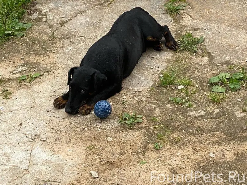 Пропала собака,мальчик,породы ...