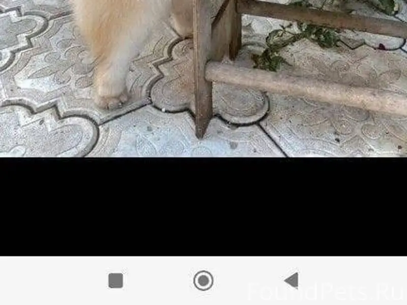 Здравствуйте. Потерялась собак...