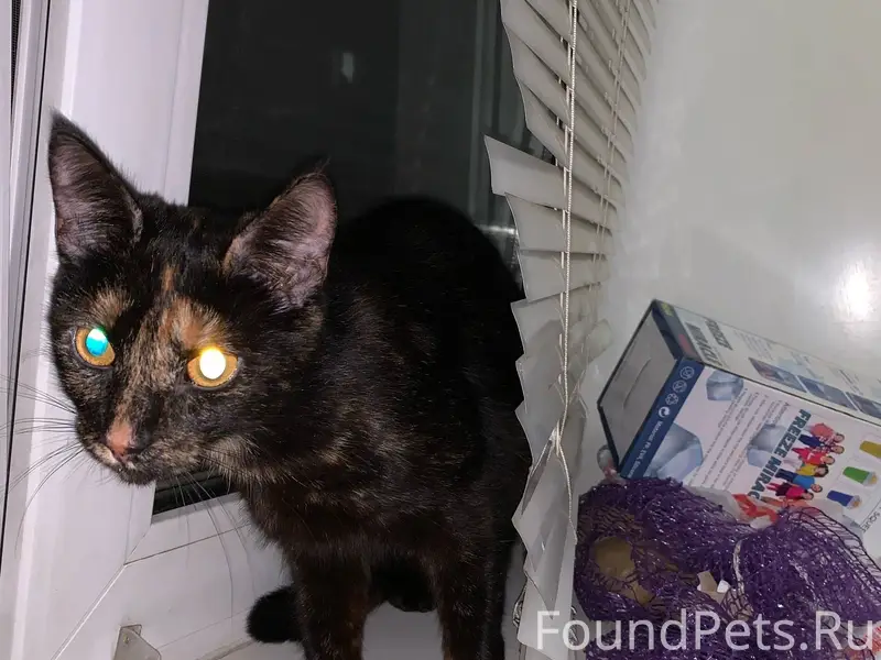 Найдена кошечка (на вид месяце...