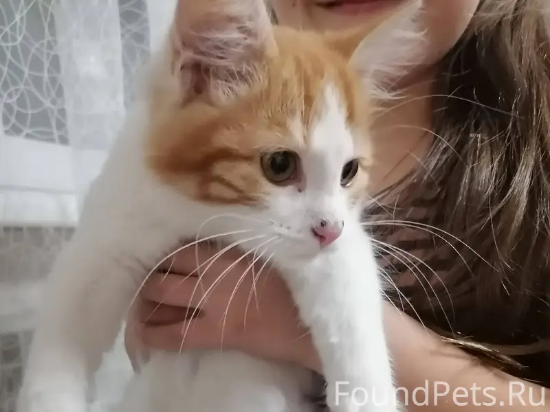 В районе больницы найден котён...