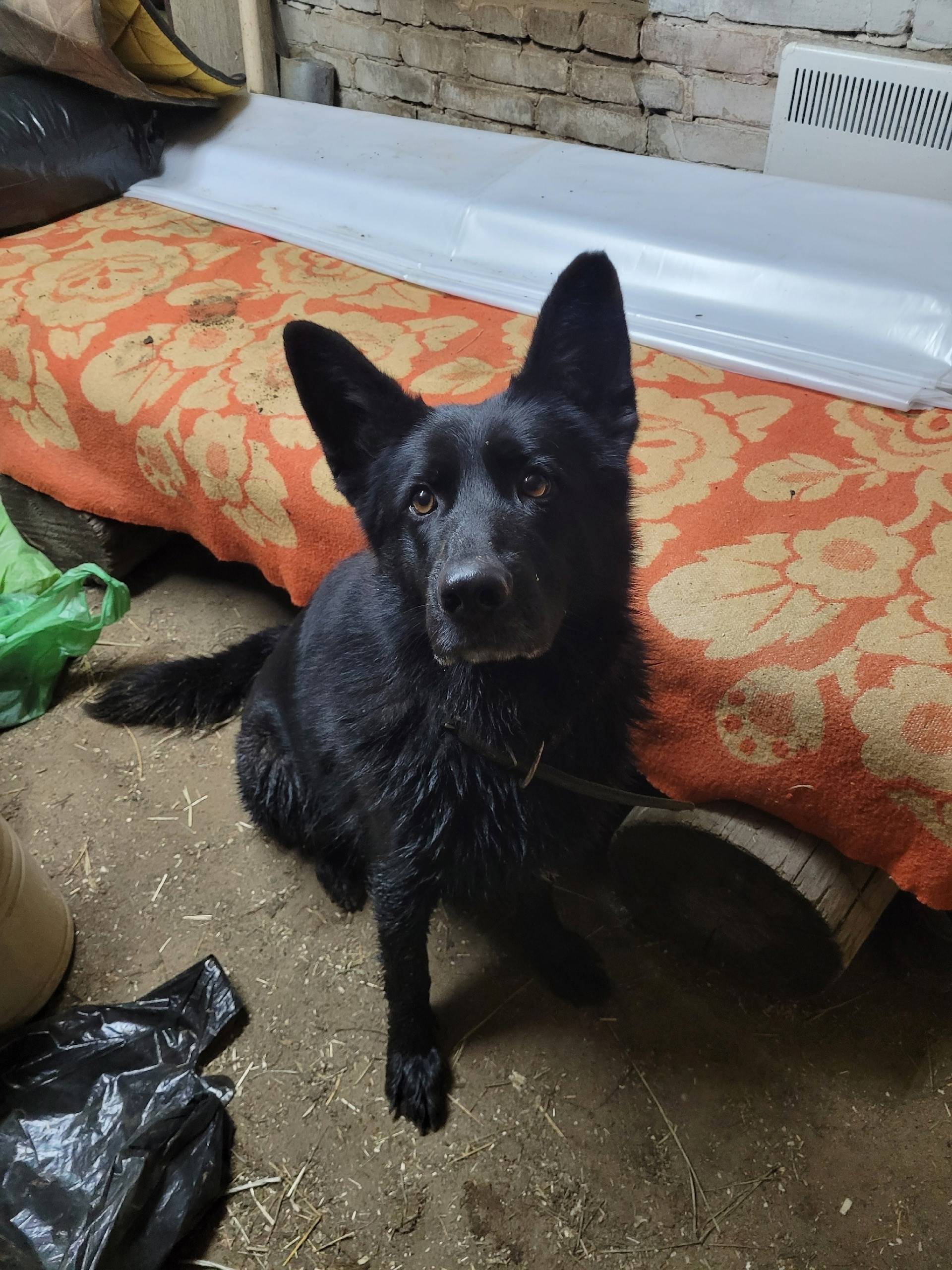 Найдена молодая собака, типа о...