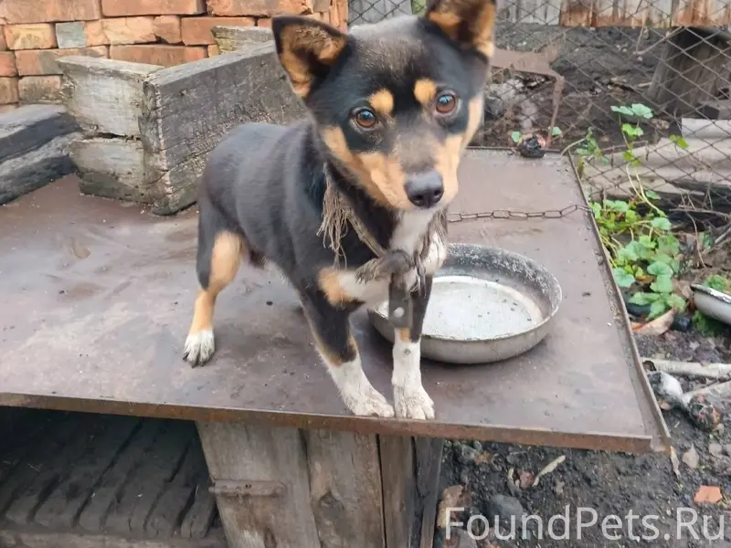 Помните пост о двух собачках, ...