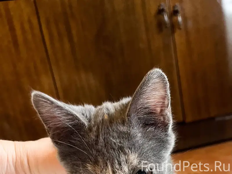 Найден котенок девочка. 3 меся...