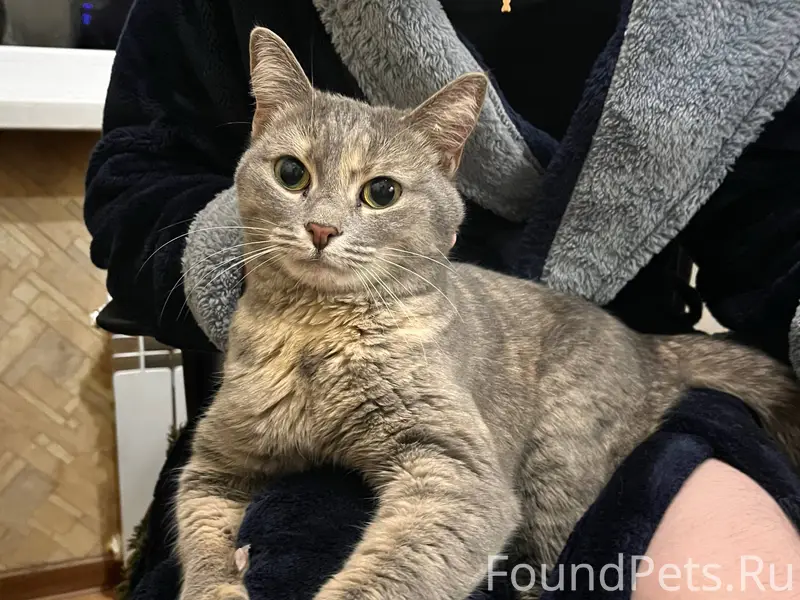 Найдена кошка возле магазина «...