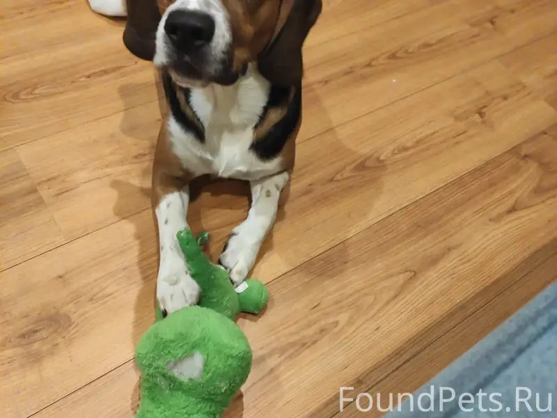 Потерялась собака,если кто то ...