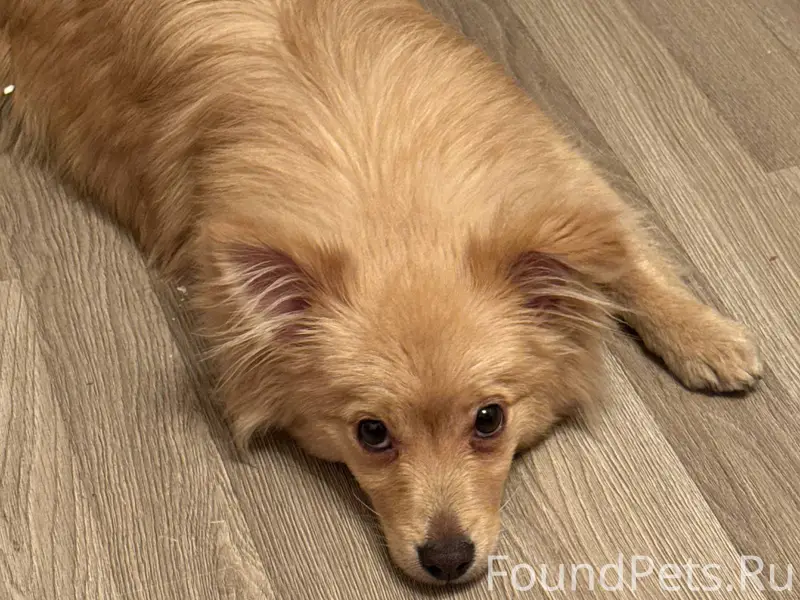 Найдена собака 28 ноября, отда...