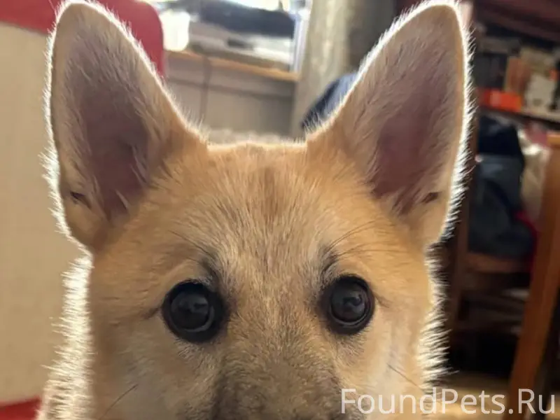 Срочно! Сегодня убежала собака...