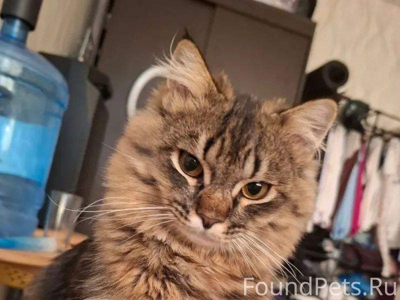 ПРОПАЛ КОТ! ОЧЕНЬ НУЖНА ПОМОЩЬ...