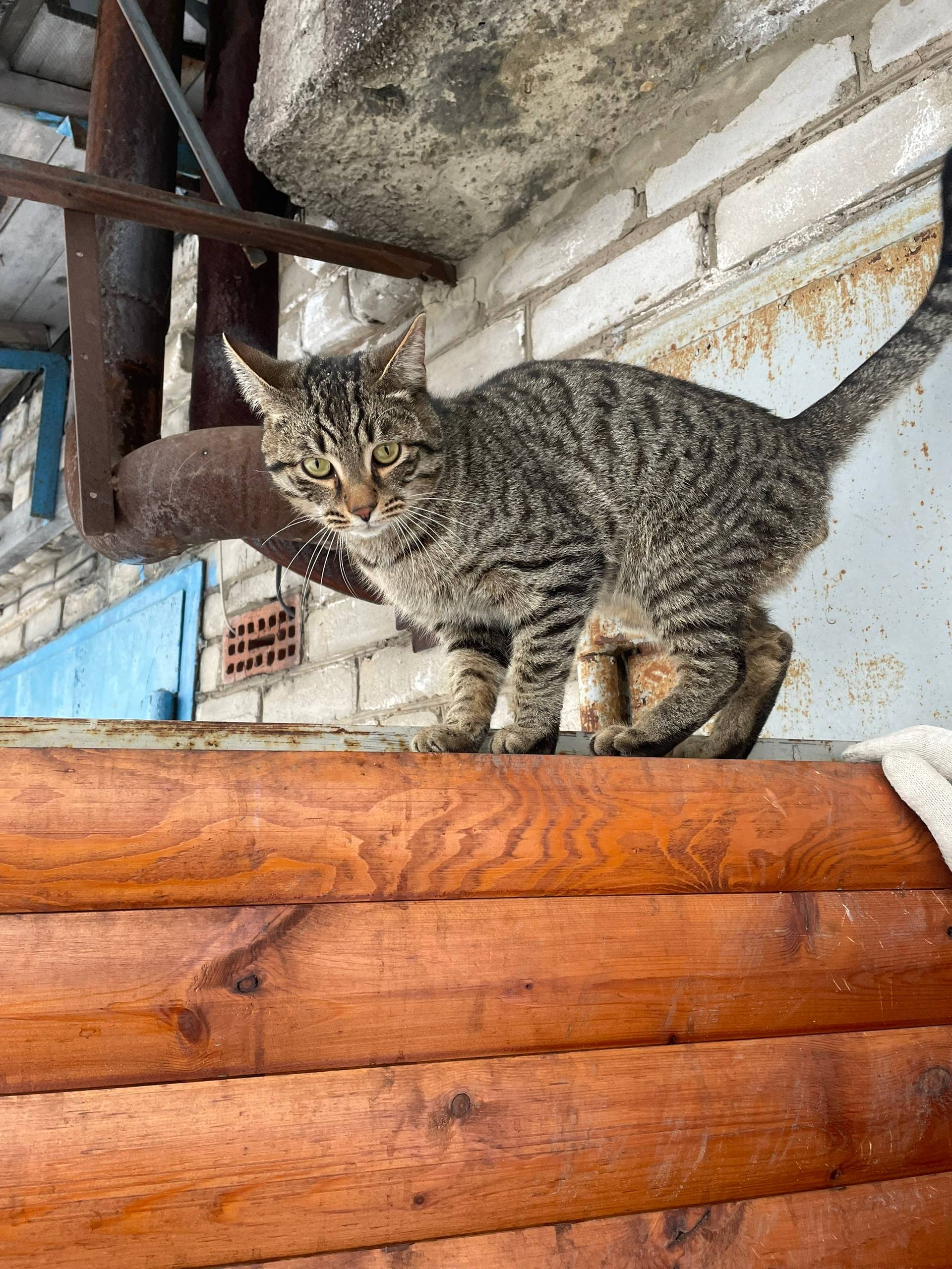 Ещё летом найден кот,хозяева т...