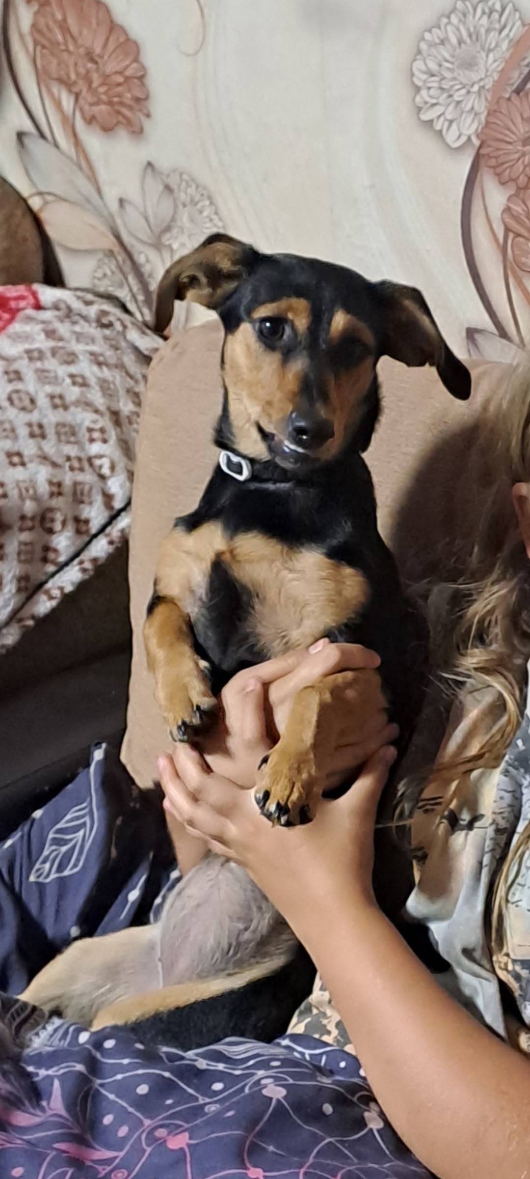 !!!ПОТЕРЯЛАСЬ СОБАКА!!! Вчера ...