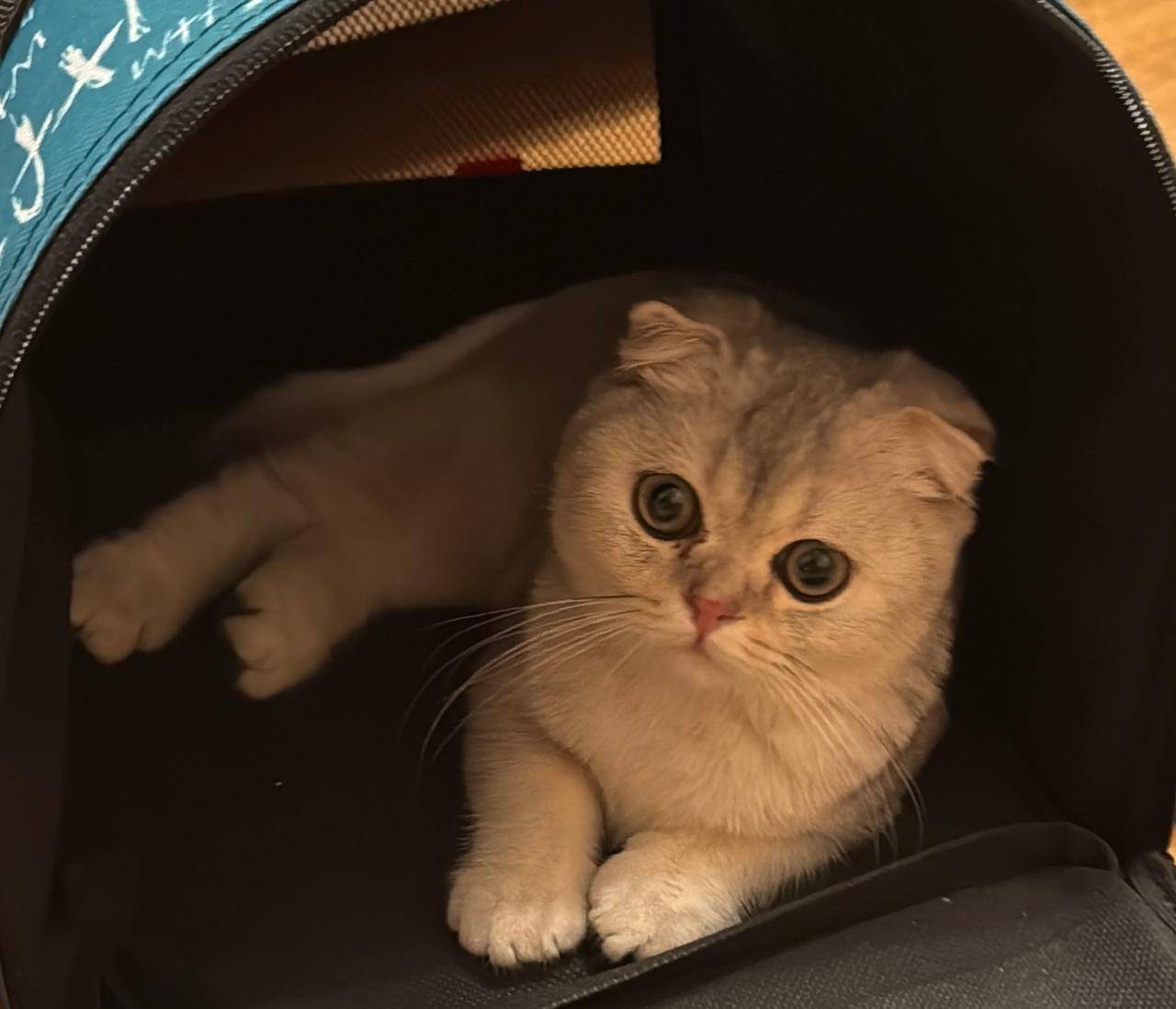 Пропал бело-серебристый вислоу...