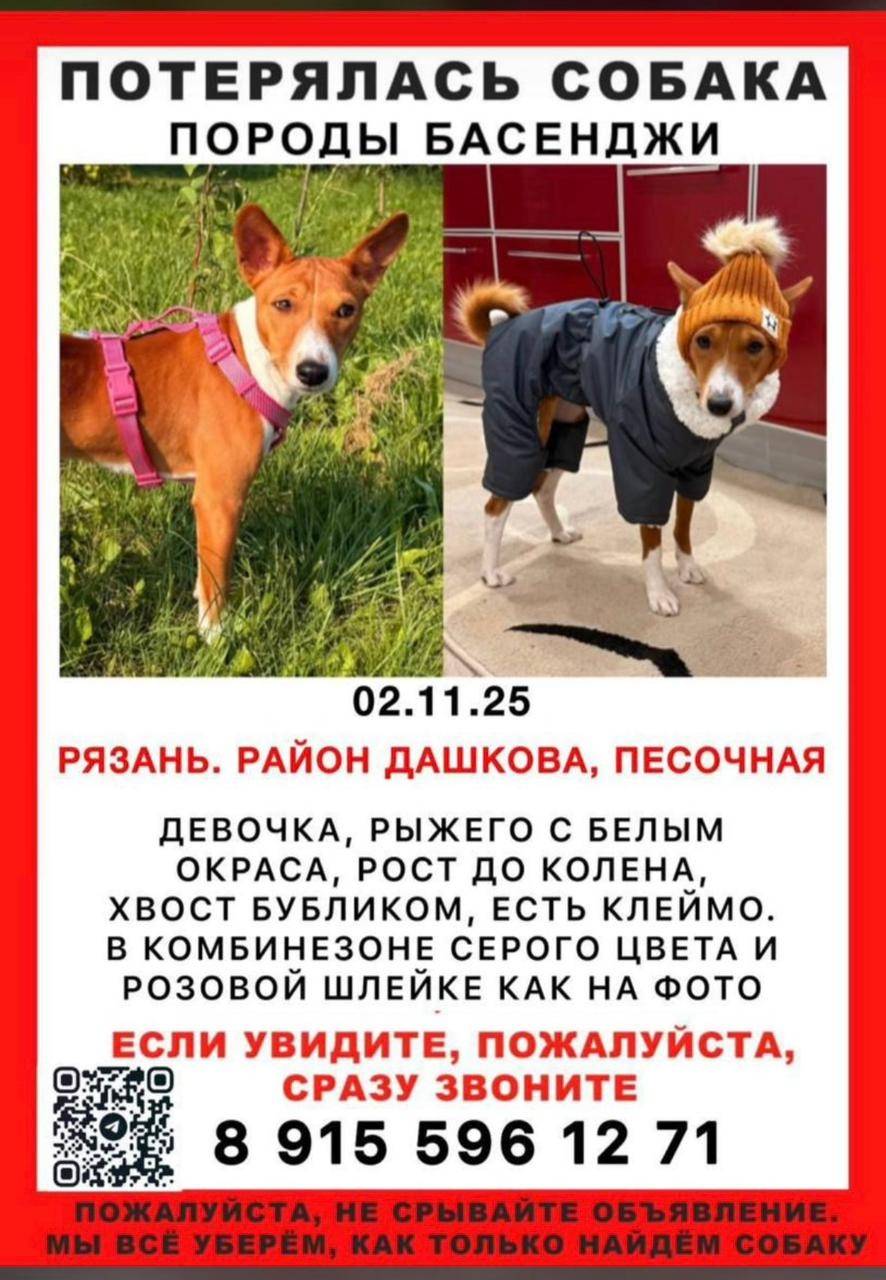 РЯЗАНЬ, ПРОПАЛА СОБАКА... Дашк...