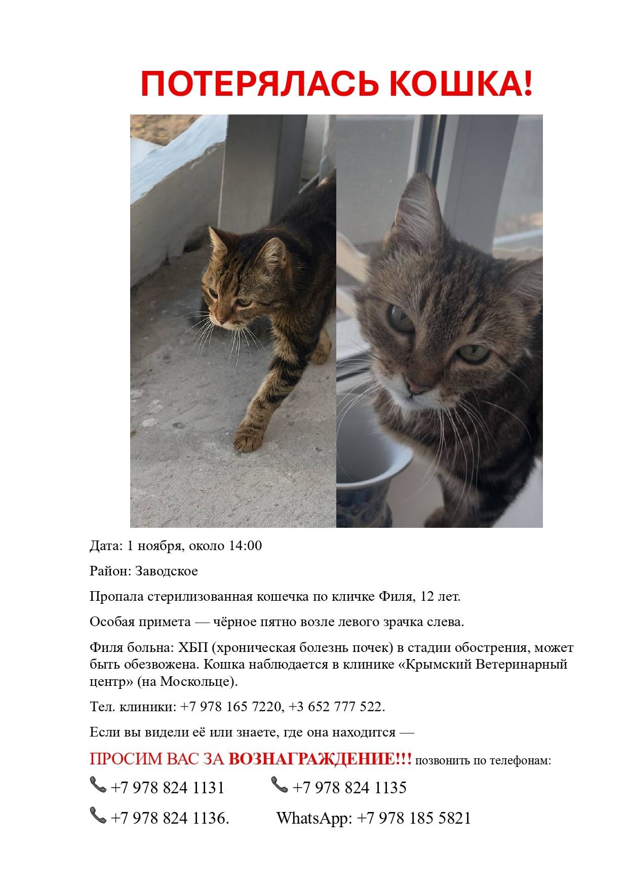 Потерялась кошка! Вознагражден...