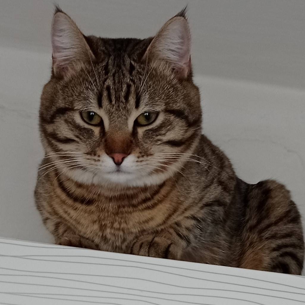 Пропал кот не совсем выздорове...