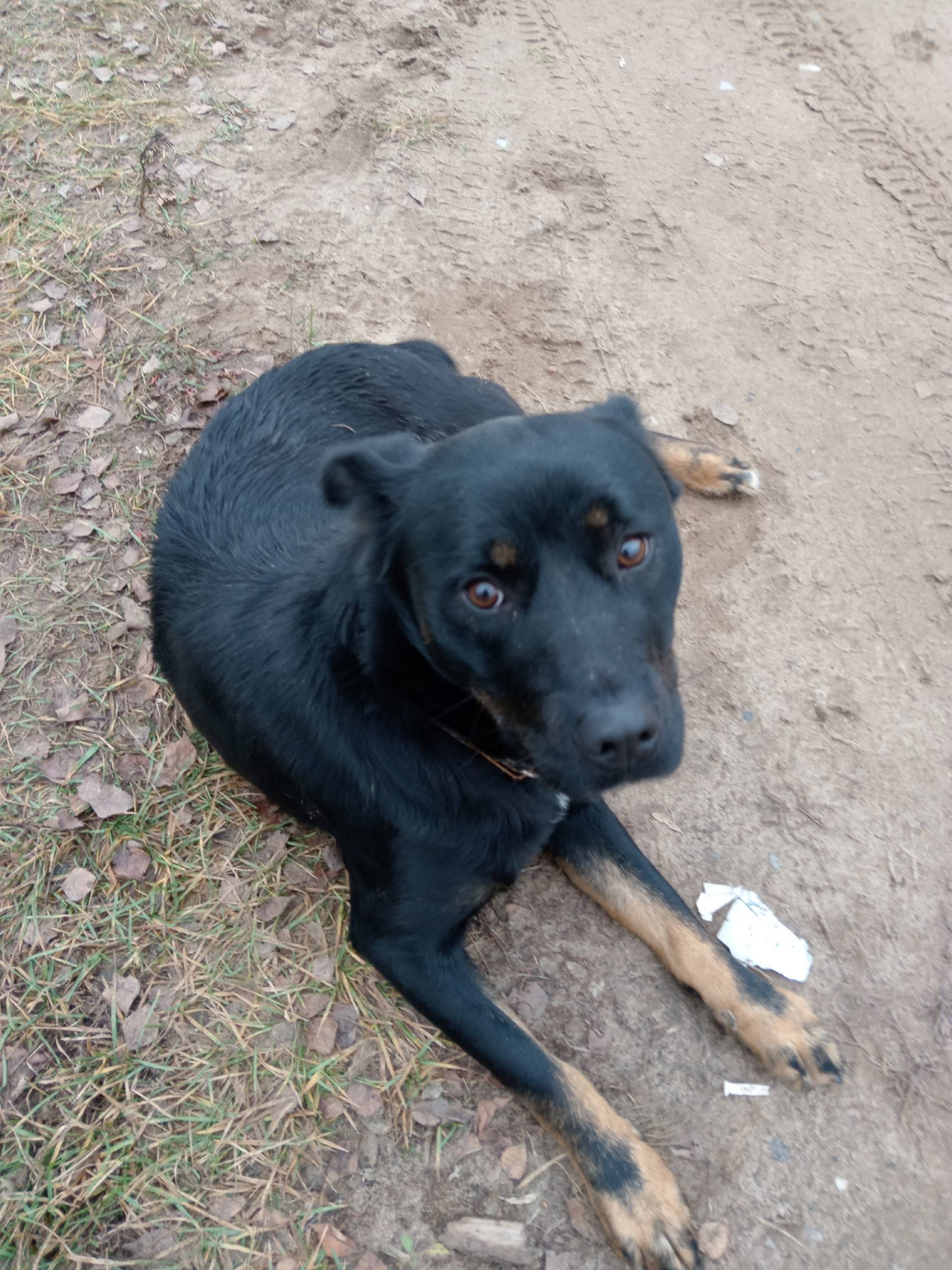 Потерялась собака "сучка",веро...