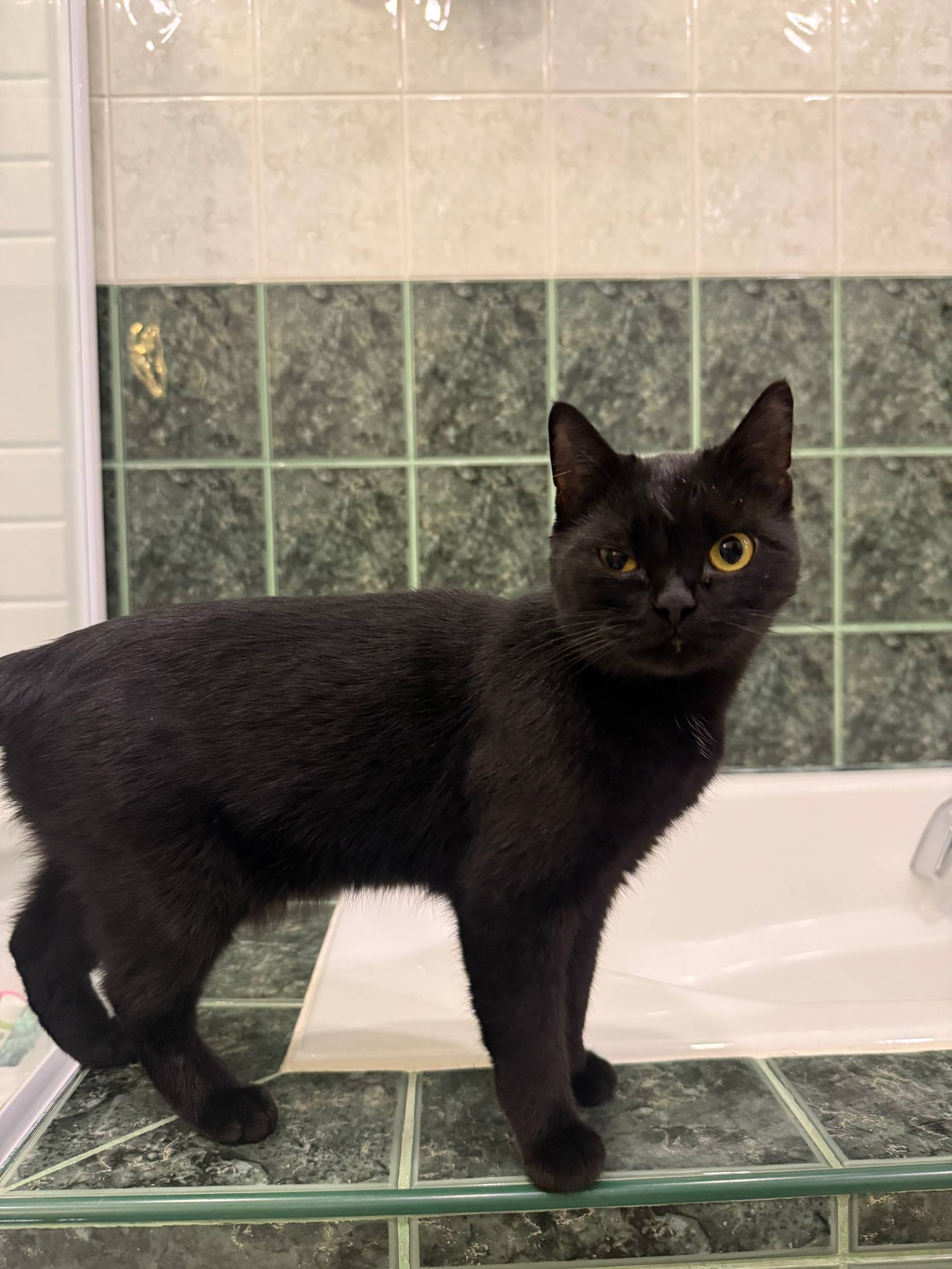 Всем доброе утро! Найдена коше...