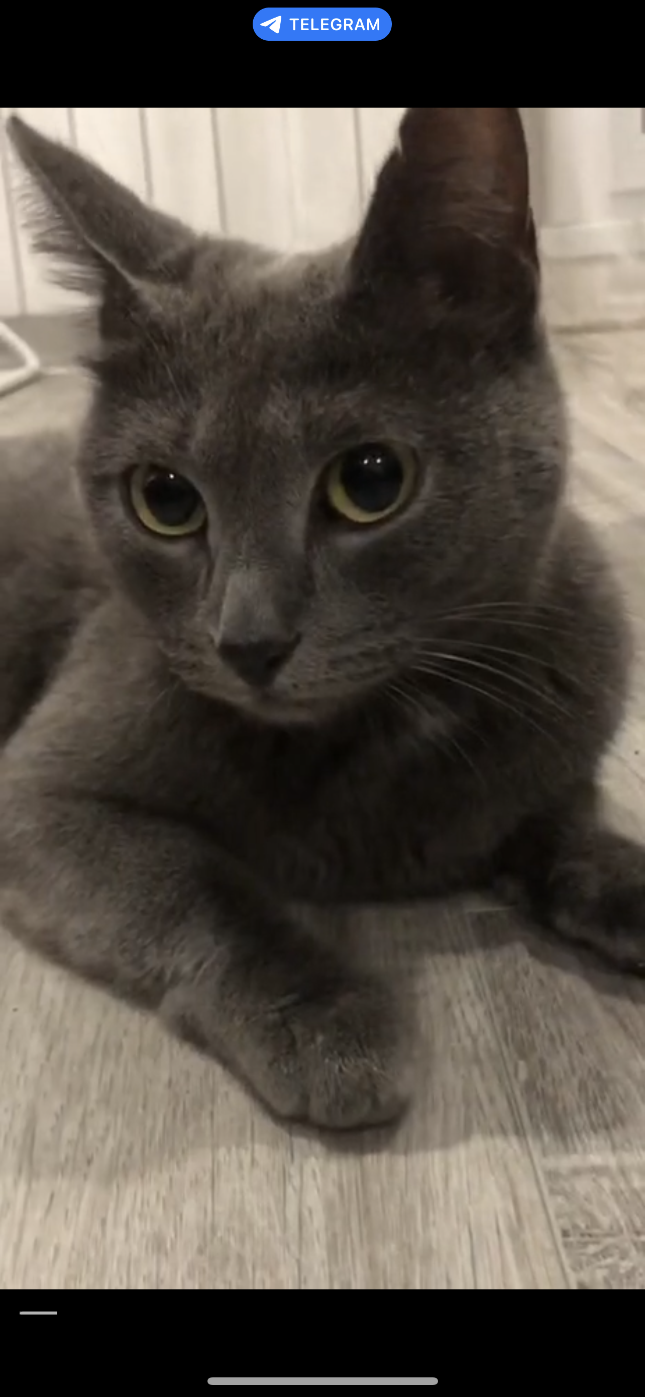 Хозяин найдись 