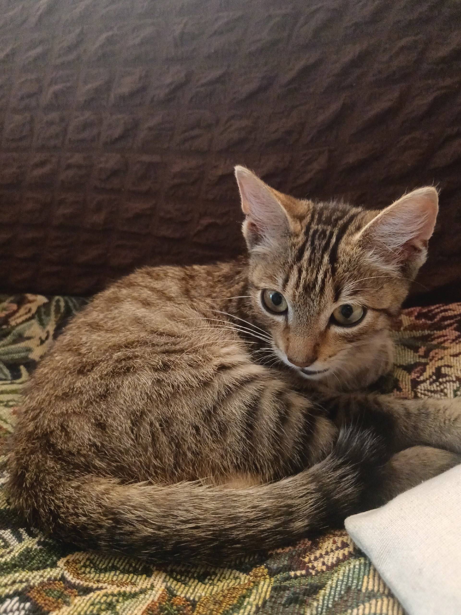 Пропал молодой кот в р-не...