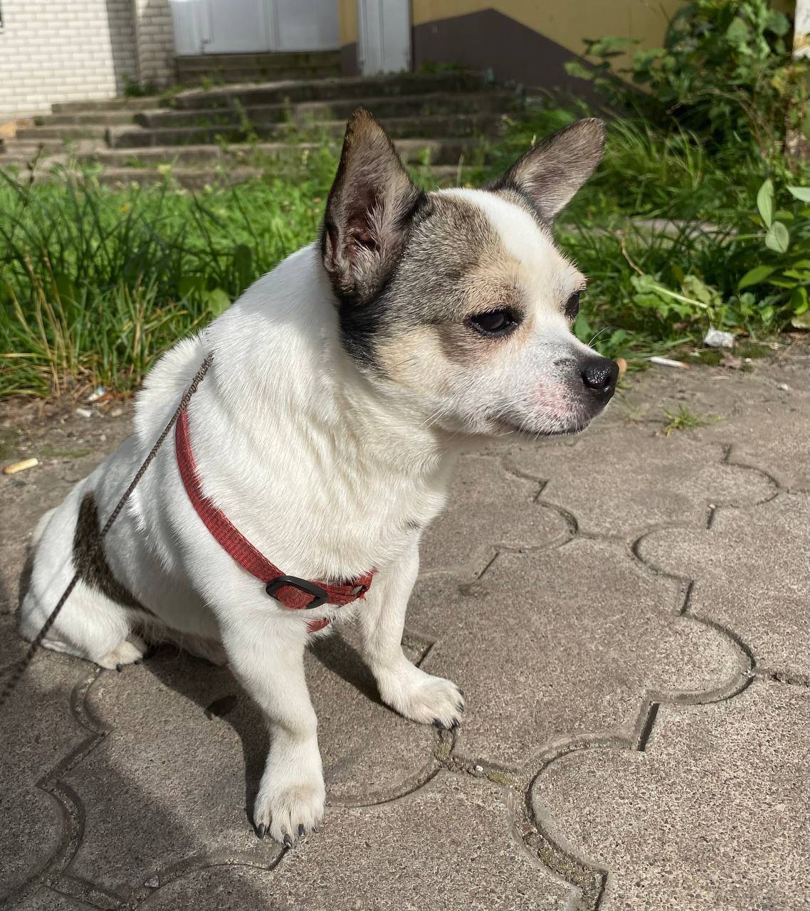 ❗️❗️❗️ПРОПАЛА СОБАКА ❗️❗️❗️ Пр...