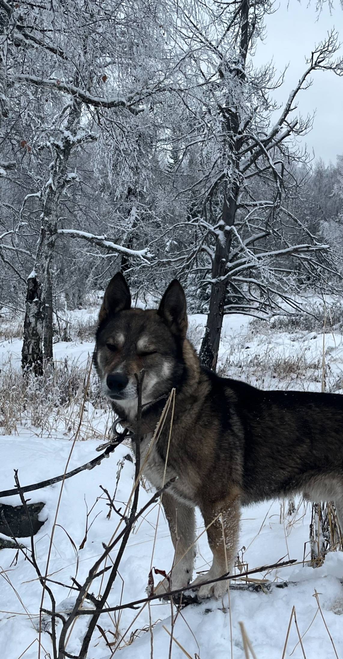 Сбежал пес, в районе центра. К...
