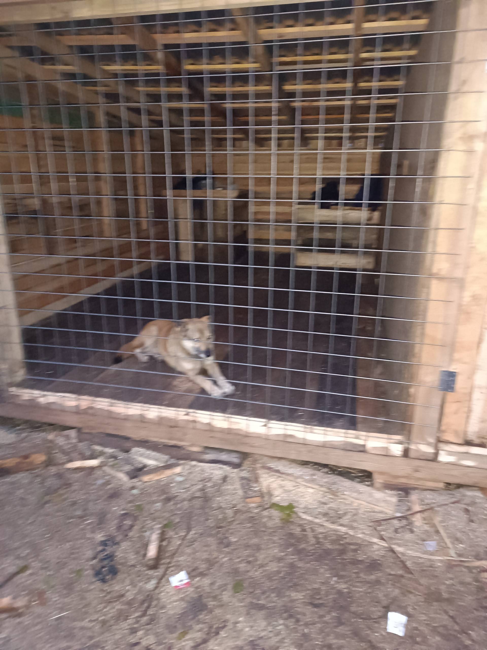 Это Лео пёс добряк 3 ноября...