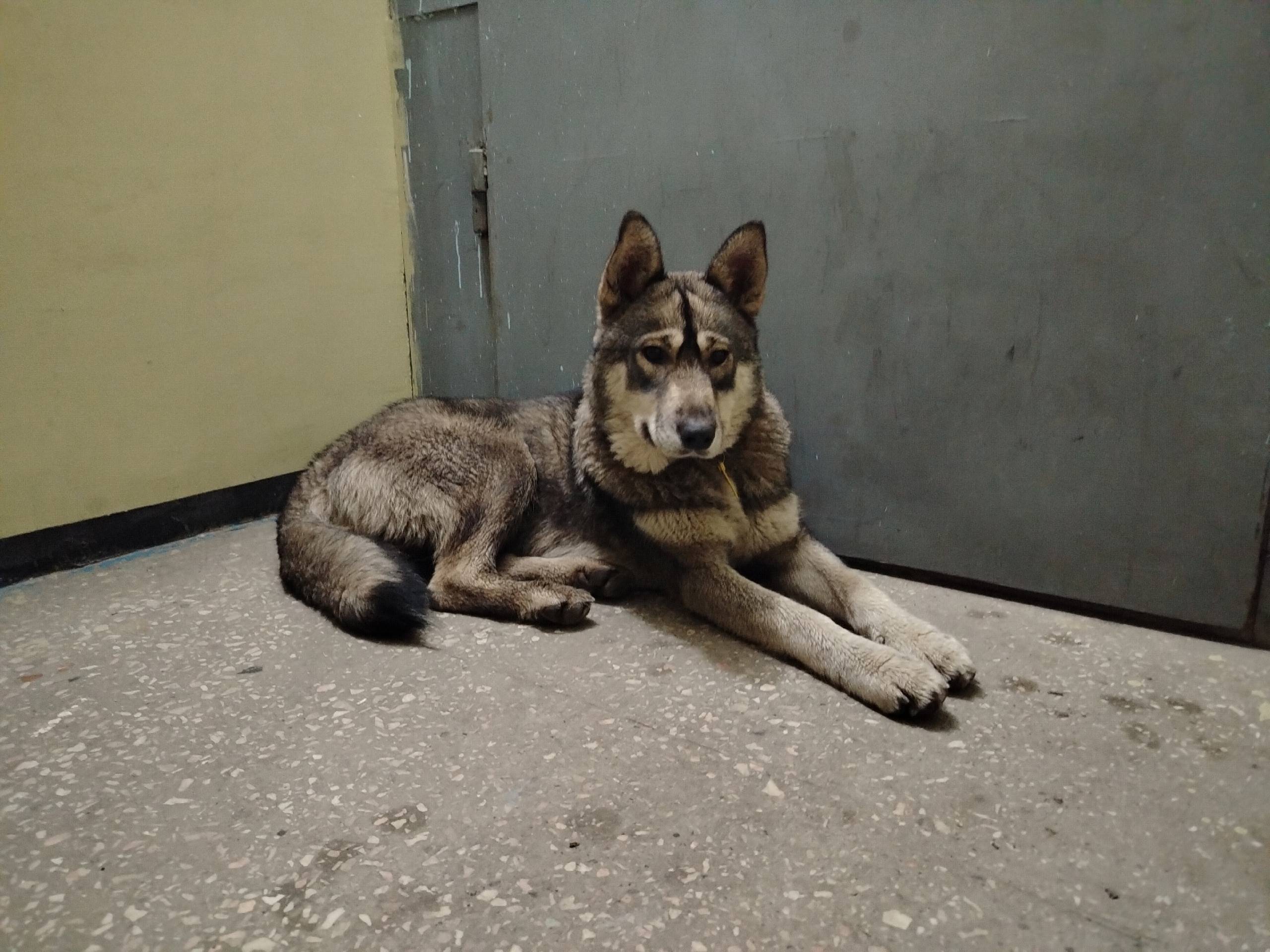 Кто потерял собаку?? Мурманск,...