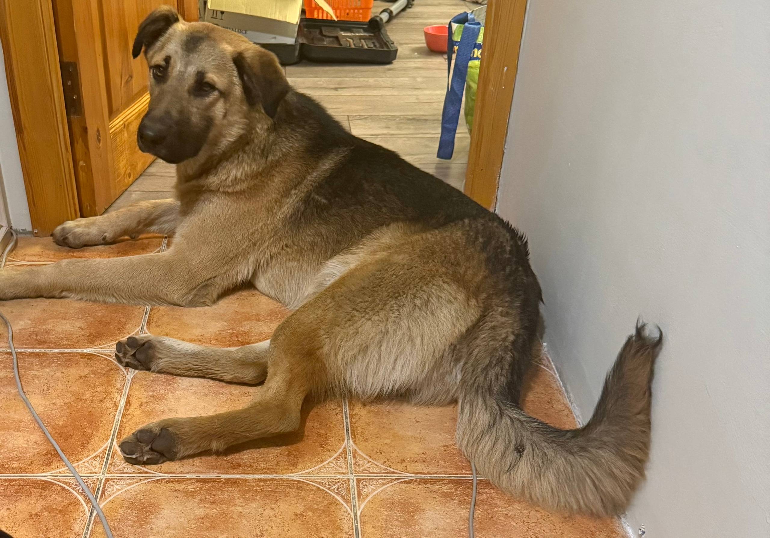 ⚠️ Найден(а) собака 📍 Мос...