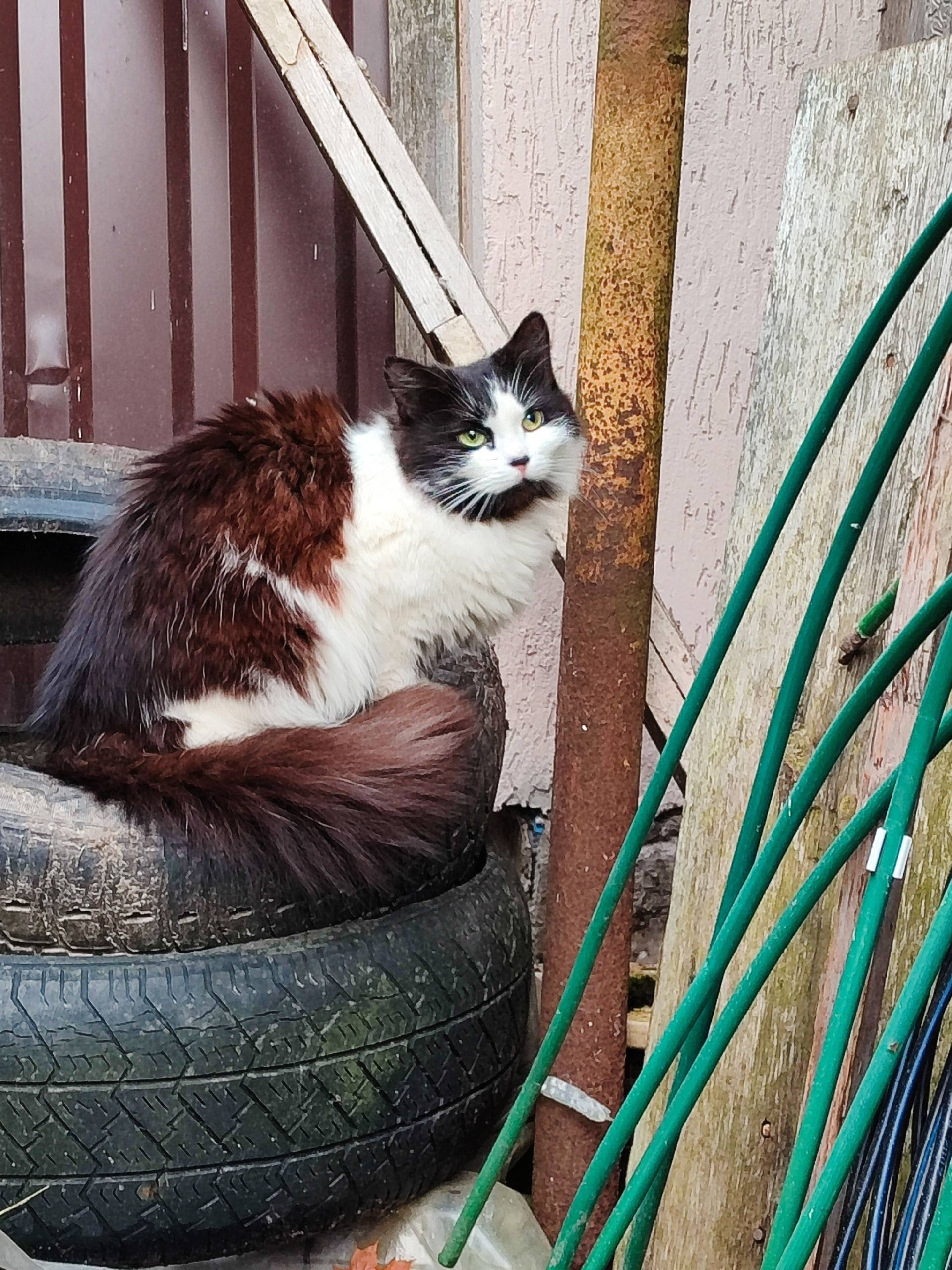 Найдена кошка, улица Суворова,...