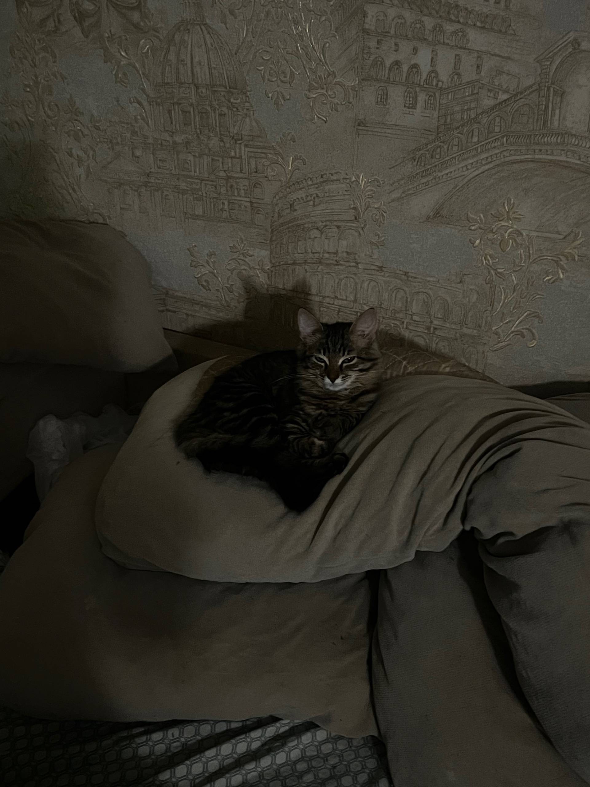 Пропал котенок , выбежал в отк...