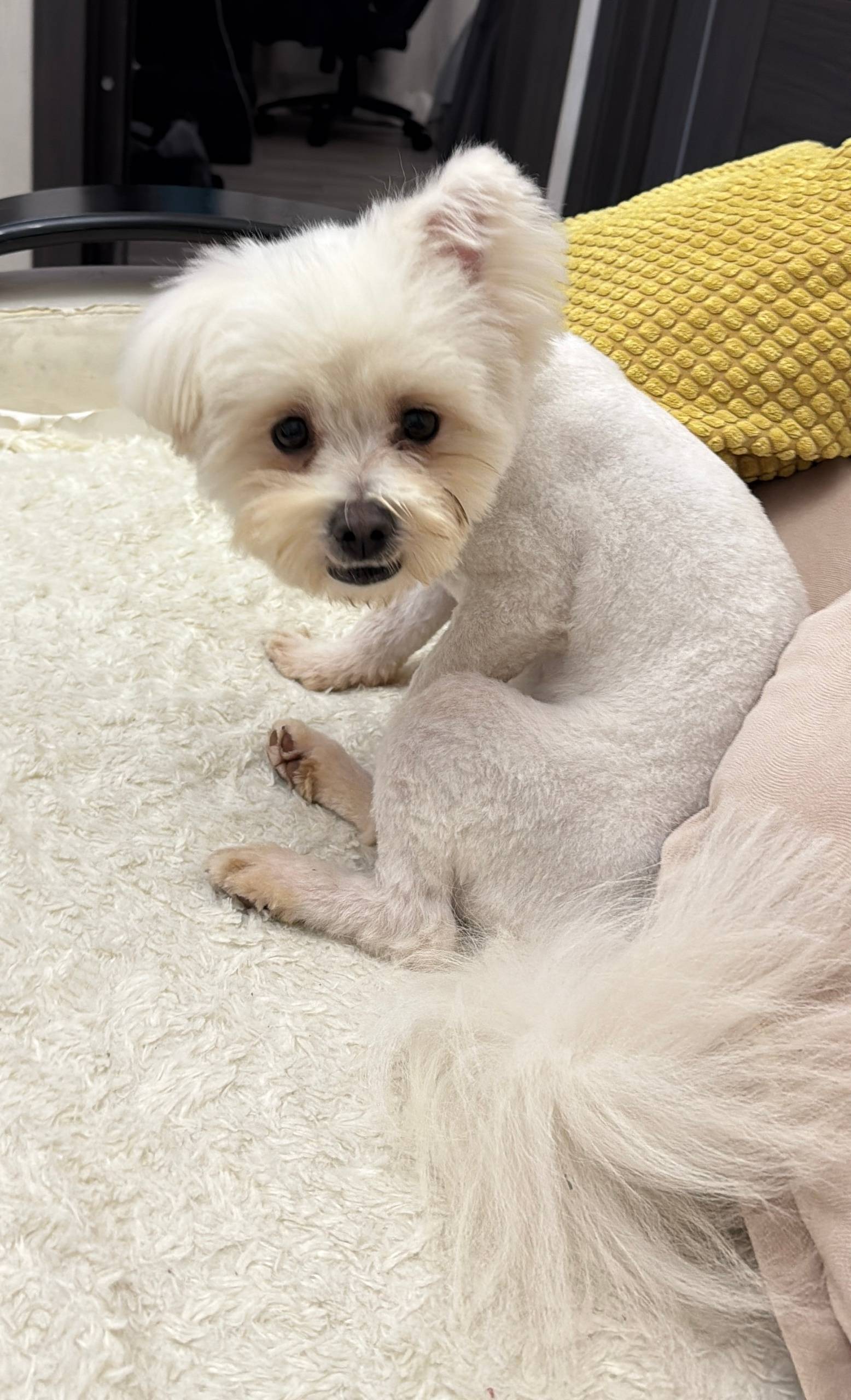 Пропала собака! В районе Ул Ст...