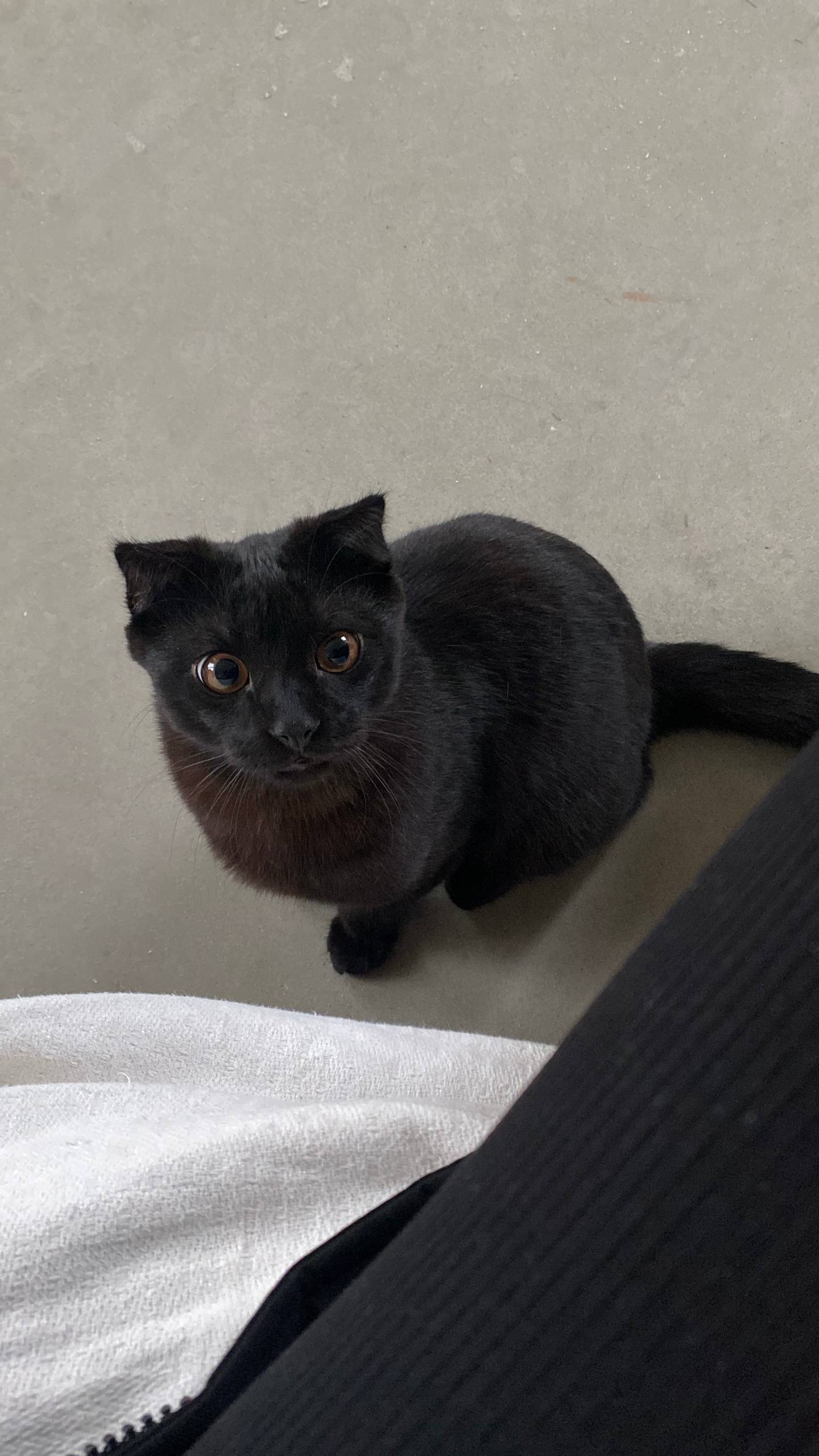 Пропал котенок(по размеру как ...