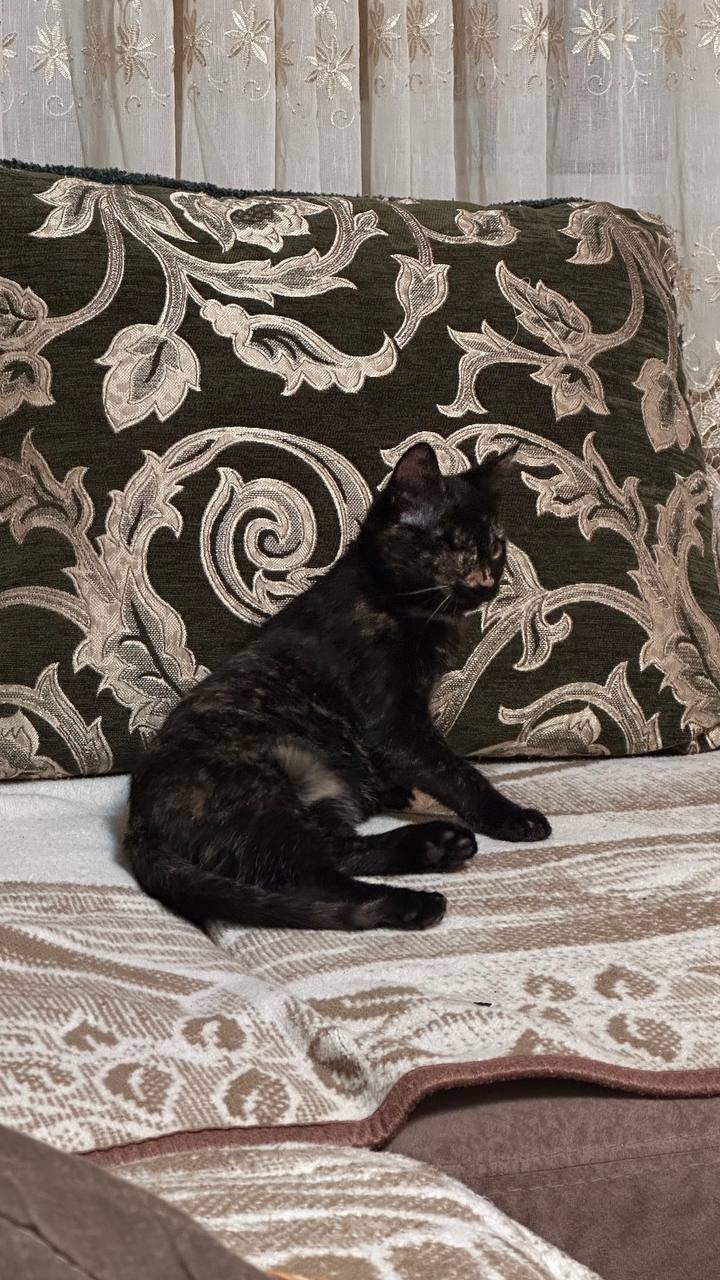 ❗️❗️❗️Пропала кошка❗️❗️❗️ Вчер...