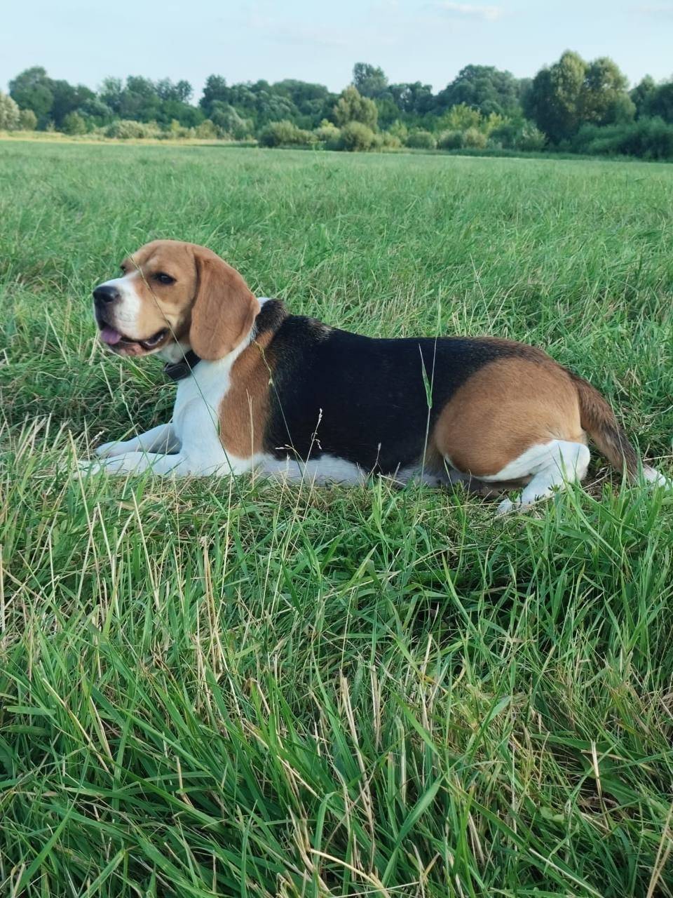 3 ноября вечером пропала собак...
