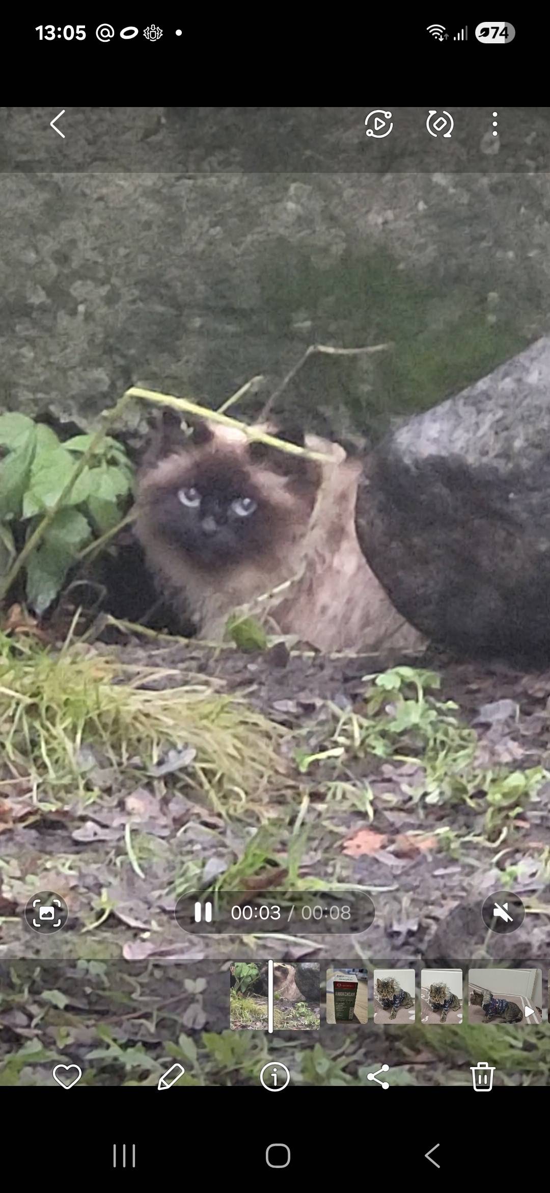 Найдена кошка,сидит под крыльц...