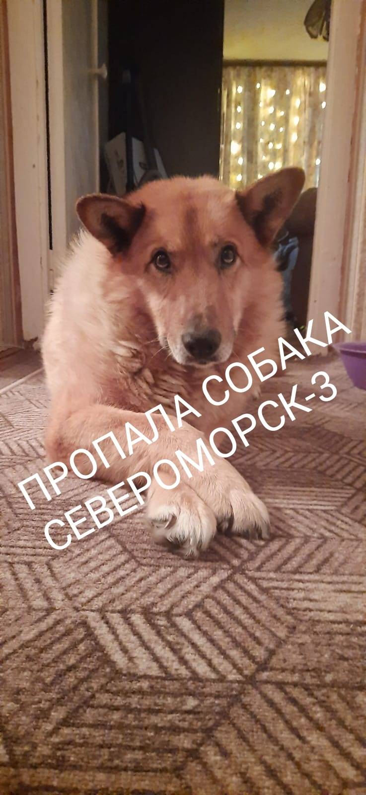 🆘🐶🆘 ПРОПАЛА СОБАКА 🆘🐶🆘 ❗СЕВЕРО...