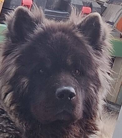 Здравствуйте убежала собака, б...