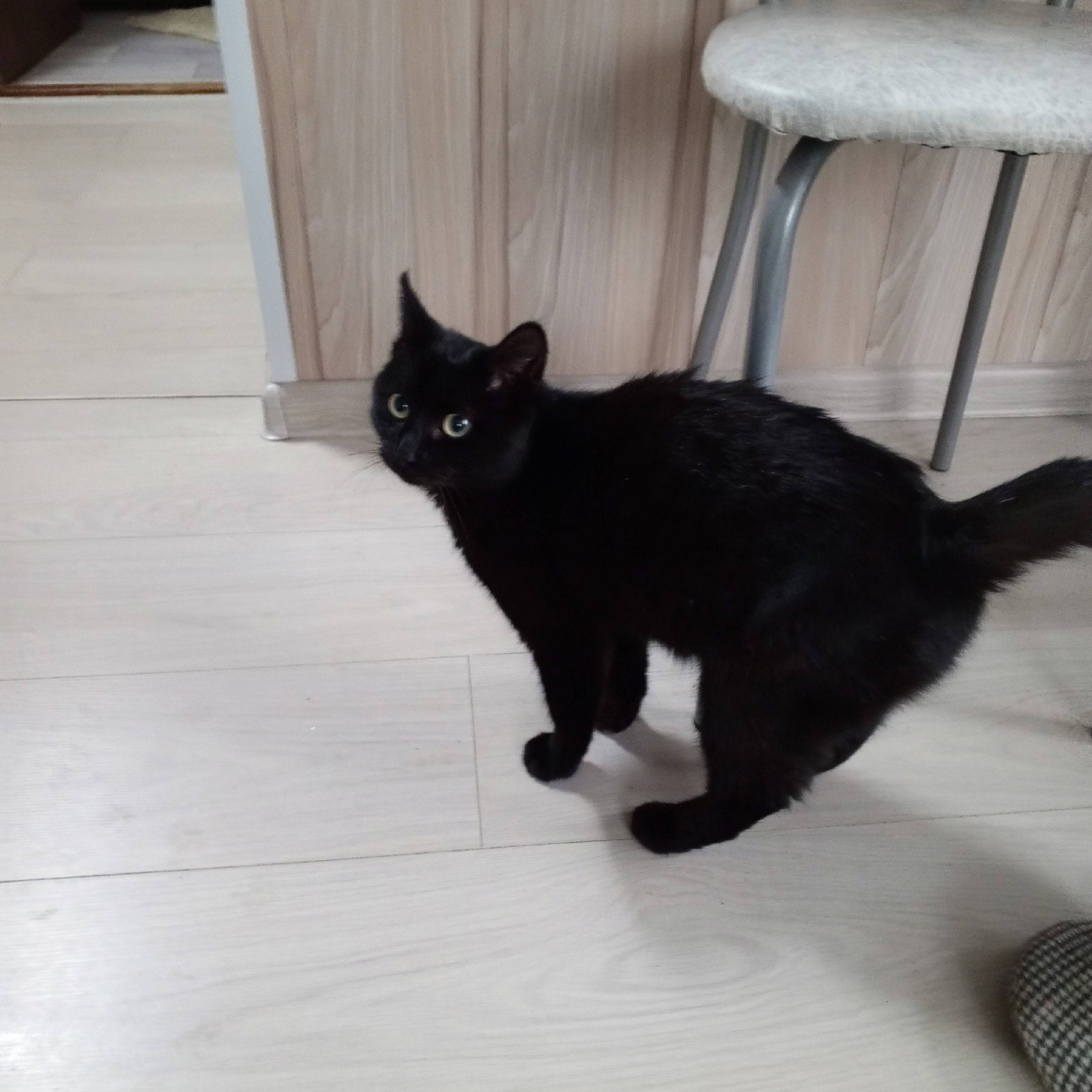 Кто то не потерял кота? Молодо...