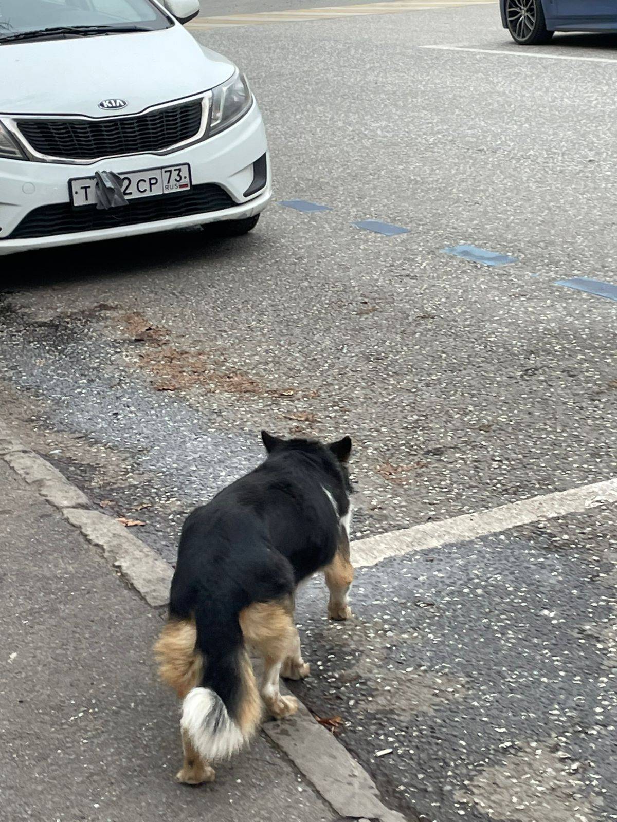 Здравствуйте, на улице Муштари...