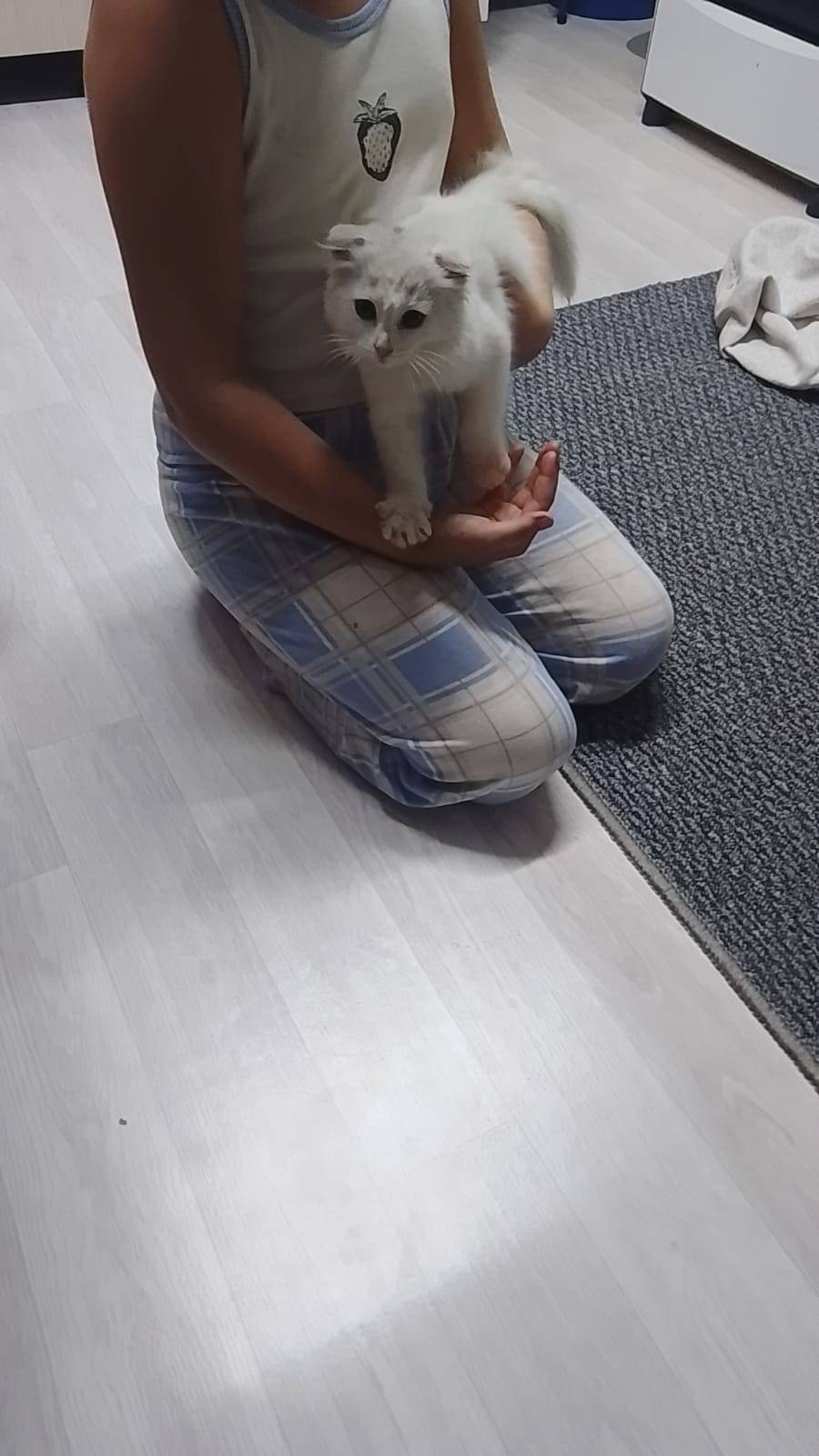 Найден котенок, у 35-го магази...