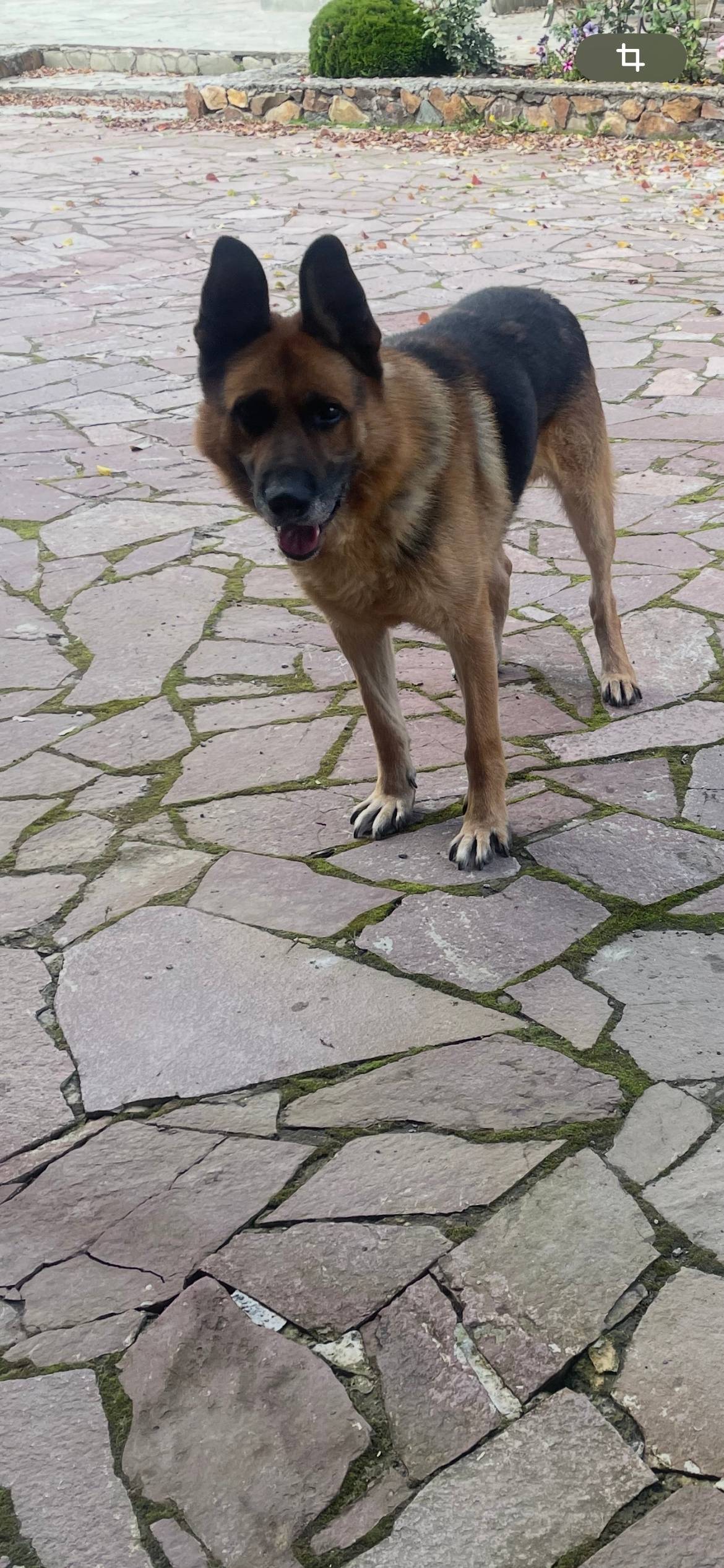 Потерялась собака, кто увидит ...