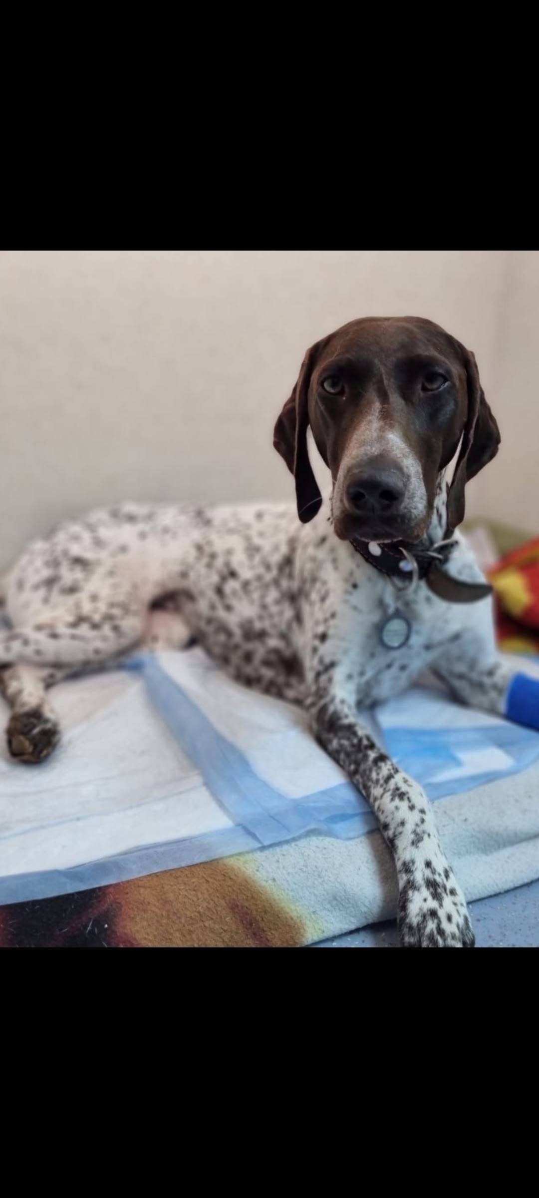 СРОЧНО! Пропала собака, челен ...