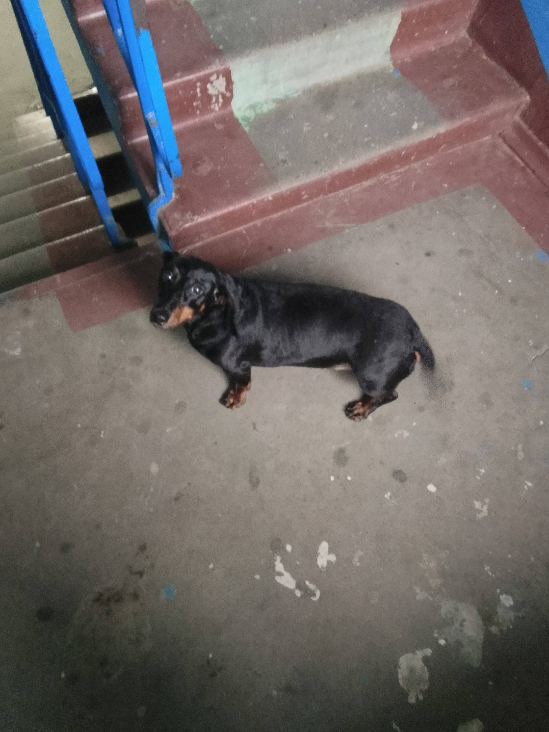 Кто потерял собаку,сидит у мен...