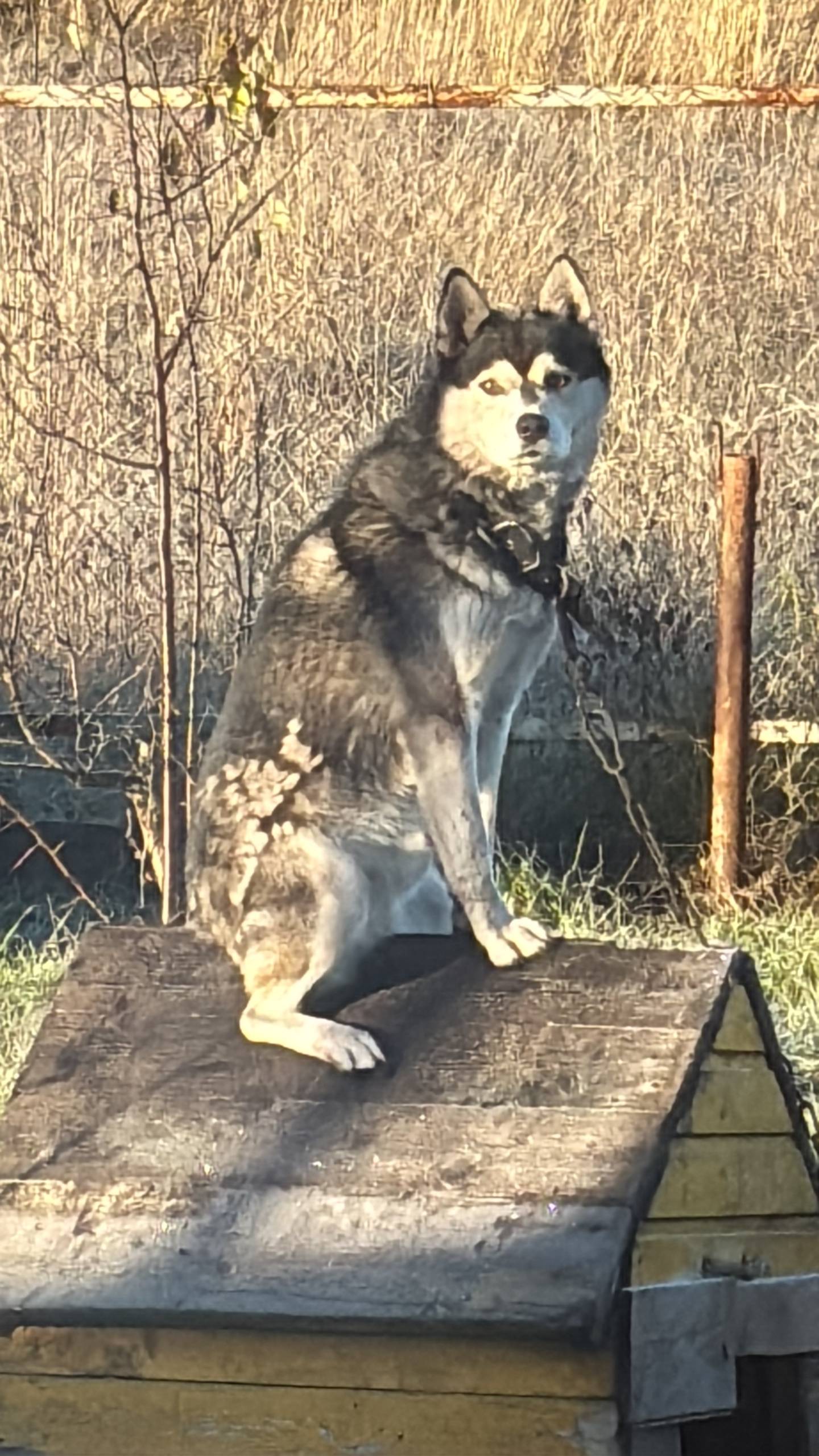 Добрый день,потерялась собака ...