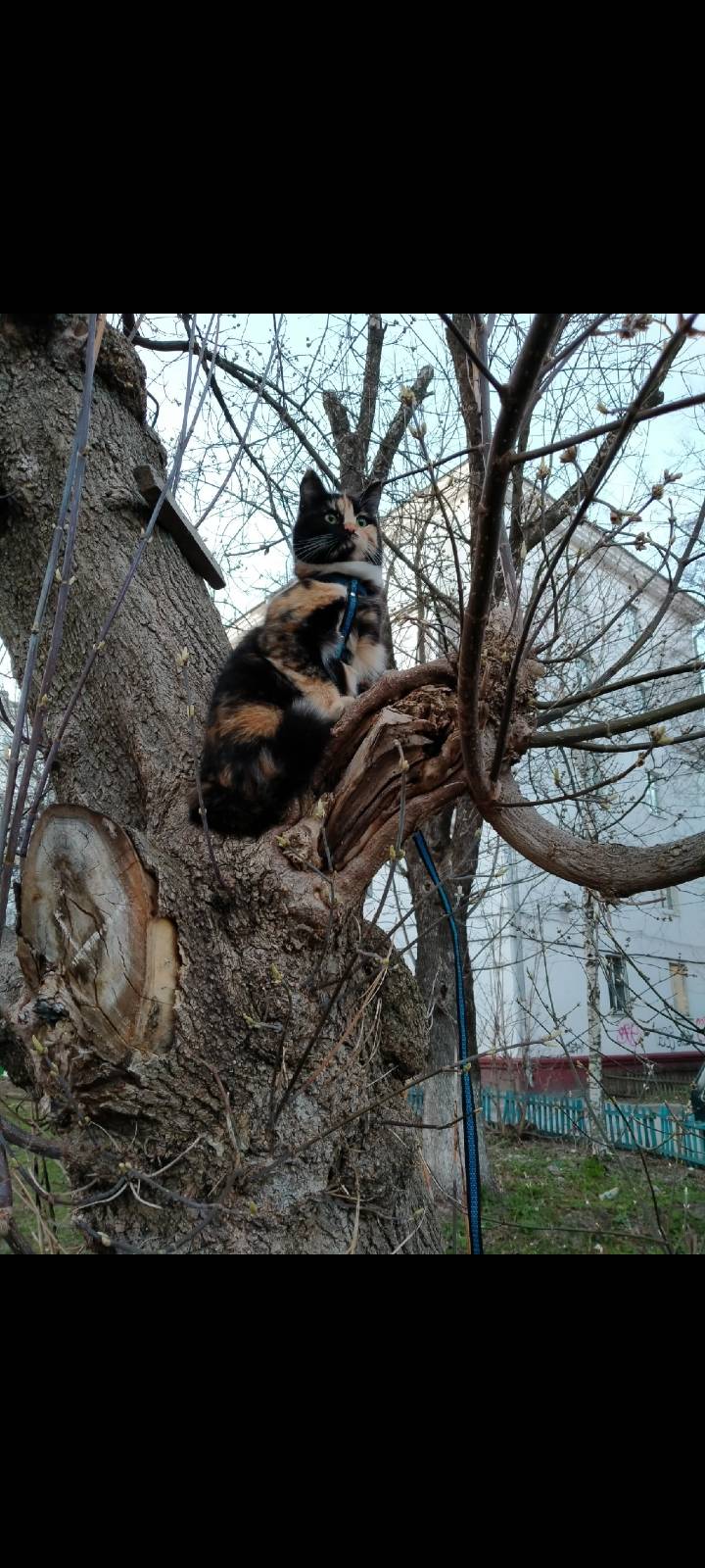 Пропала кошка