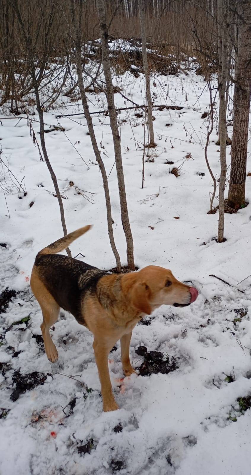 Добрый день! Пропала собака го...