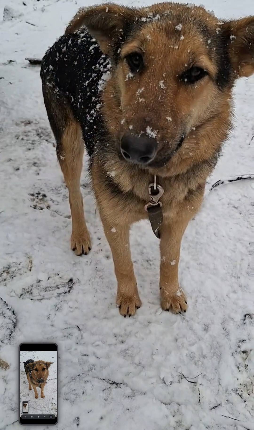 Уфа. Потерялась наша собака Па...