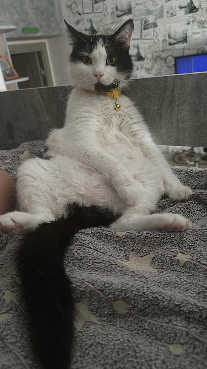 Пропал кот в районе улицы Раев...