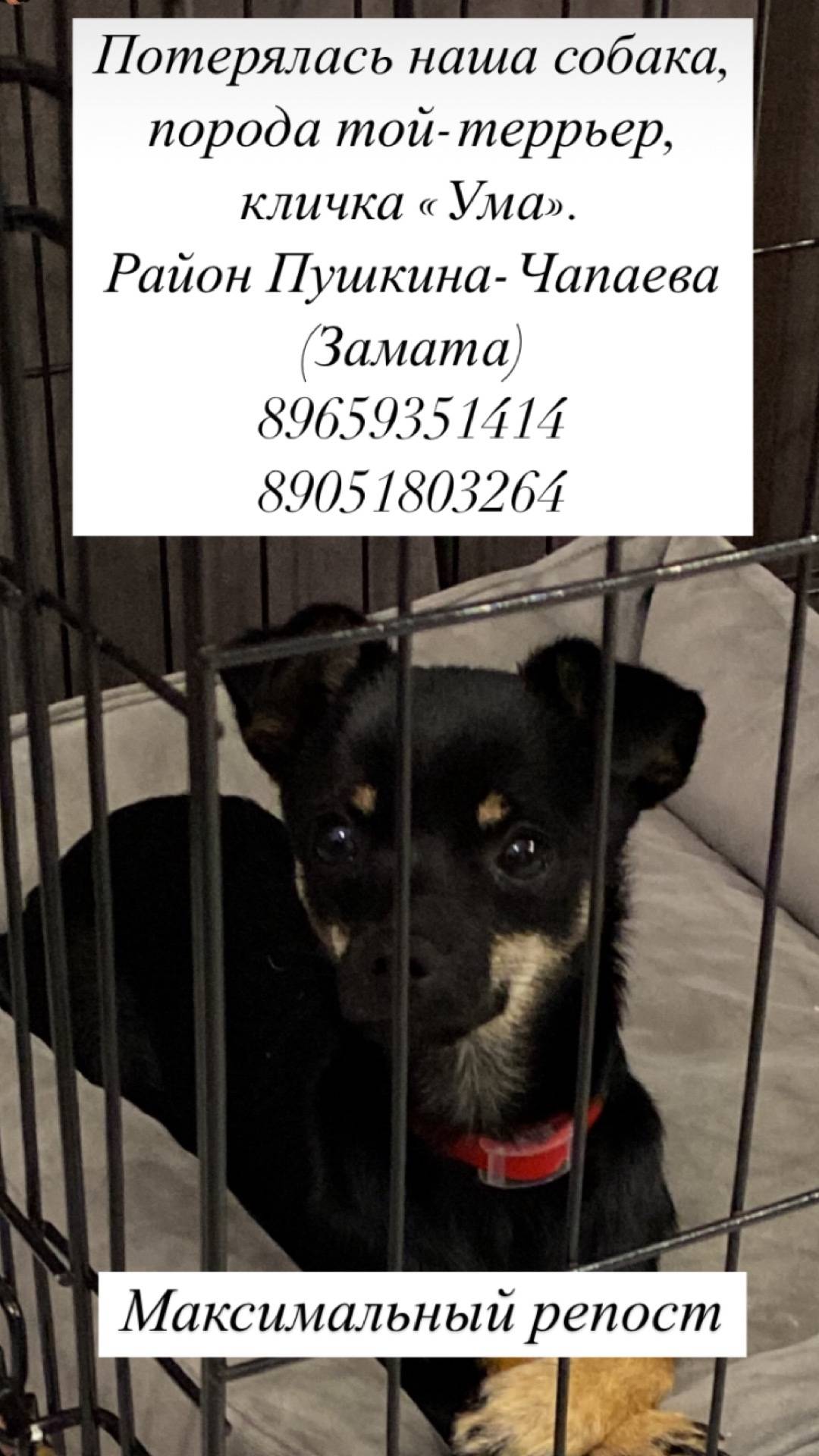 Пропала собака! Мы надеемся, ч...